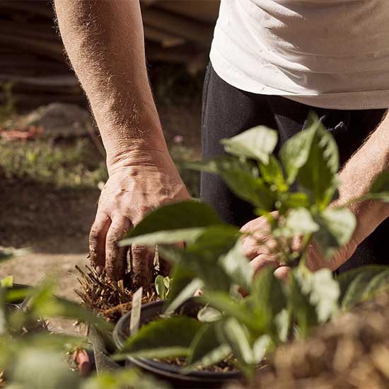 Urban gardening weston